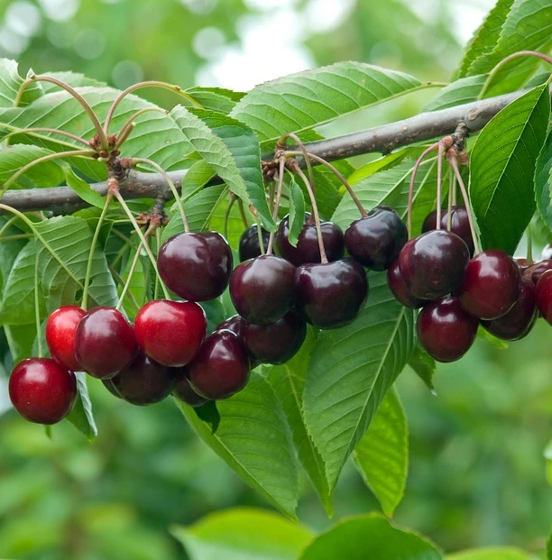 Schneiders Späte Knorpelkirsche Prunus Avium `Schneider´s Späte Knorpelkirsche´ 3 Schneiders Späte Knorpelkirsche Prunus Avium `Schneider´s Späte Knorpelkirsche´