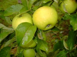 Gelber Edelapfel Malus Domestica