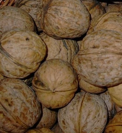 Echter Walnussbaum Juglans Regia 3 Echter Walnussbaum Juglans Regia