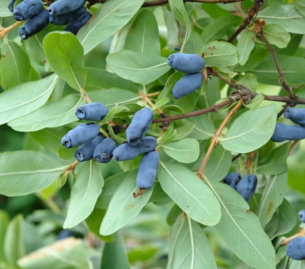 Sibirische Blaubeere / Maibeere Lonicera Kamtschatica 3 Sibirische Blaubeere / Maibeere Lonicera Kamtschatica