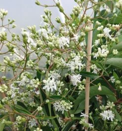 Sieben-Söhne-des-Himmels-Strauch Heptacodium Miconioides 19 Sieben-Söhne-des-Himmels-Strauch Heptacodium Miconioides -Pflanzenhof Sieben S hne
