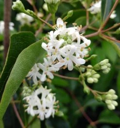 Sieben-Söhne-des-Himmels-Strauch Heptacodium Miconioides 17 Sieben-Söhne-des-Himmels-Strauch Heptacodium Miconioides -Pflanzenhof Sieben S hne des Himmels