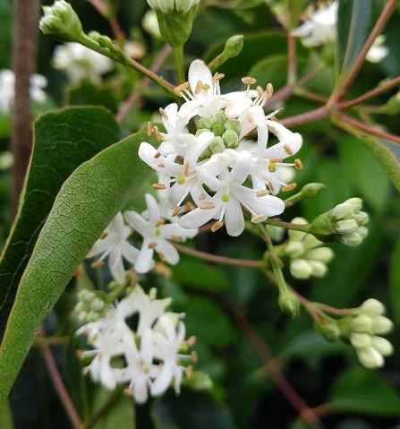 Sieben-Söhne-des-Himmels-Strauch Heptacodium Miconioides 9 Sieben-Söhne-des-Himmels-Strauch Heptacodium Miconioides – Bild 7