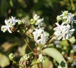 Sieben-Söhne-des-Himmels-Strauch Heptacodium Miconioides 18 Sieben-Söhne-des-Himmels-Strauch Heptacodium Miconioides -Pflanzenhof Sieben S hne des himmels 1