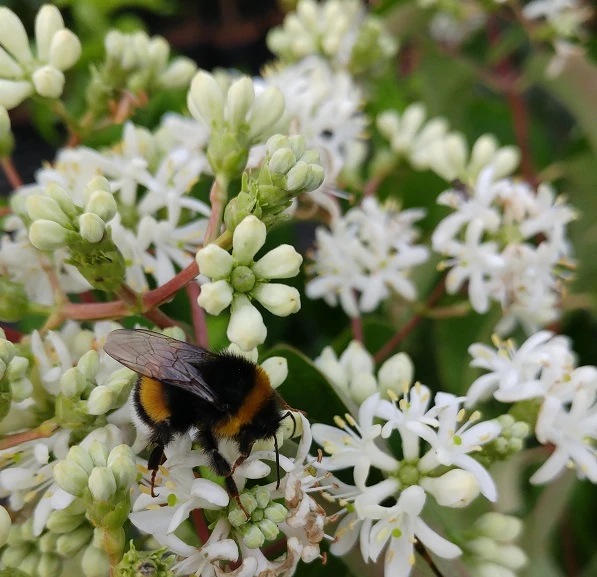 Sieben-Söhne-des-Himmels-Strauch Heptacodium Miconioides 3 Sieben-Söhne-des-Himmels-Strauch Heptacodium Miconioides