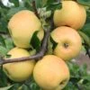 Sirius Ⓢ Malus Domestica `Sirius´ 1 Sirius Ⓢ Malus Domestica `Sirius´ -Pflanzenhof Sirius1