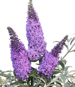Schmetterlingsflieder Butterfly Candy® (versch. Farben) Buddleja Davidii 12 Schmetterlingsflieder Butterfly Candy® (versch. Farben) Buddleja Davidii -Pflanzenhof Sommerflieder lila blau