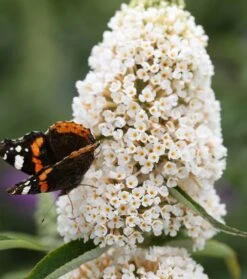 Schmetterlingsflieder Butterfly Candy® (versch. Farben) Buddleja Davidii 14 Schmetterlingsflieder Butterfly Candy® (versch. Farben) Buddleja Davidii -Pflanzenhof Sommerflieder weiss1