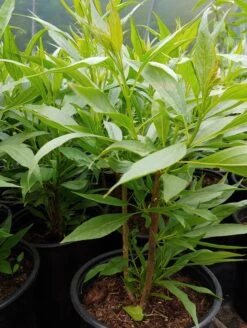 Sommerglocke / Baumoleander `Summer Bells´ Chitalpa Tashkentensis `Summer Bells´ 8 Sommerglocke / Baumoleander `Summer Bells´ Chitalpa Tashkentensis `Summer Bells´ -Pflanzenhof Sommerglocke Chitalpa Summer bells