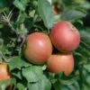 Säulenapfel Spurkoop Malus Domestica `Spurkoop´ 2 Säulenapfel Spurkoop Malus Domestica `Spurkoop´ -Pflanzenhof SpurkoopFY2pp5KkZKmfy