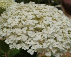 Garten-Hortensie `Incrediball®´ Hydrangea Arborescens 11 Garten-Hortensie `Incrediball®´ Hydrangea Arborescens -Pflanzenhof Strong anabelle1