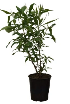 Sommerglocke / Baumoleander `Summer Bells´ Chitalpa Tashkentensis `Summer Bells´ 11 Sommerglocke / Baumoleander `Summer Bells´ Chitalpa Tashkentensis `Summer Bells´ -Pflanzenhof Summer bells