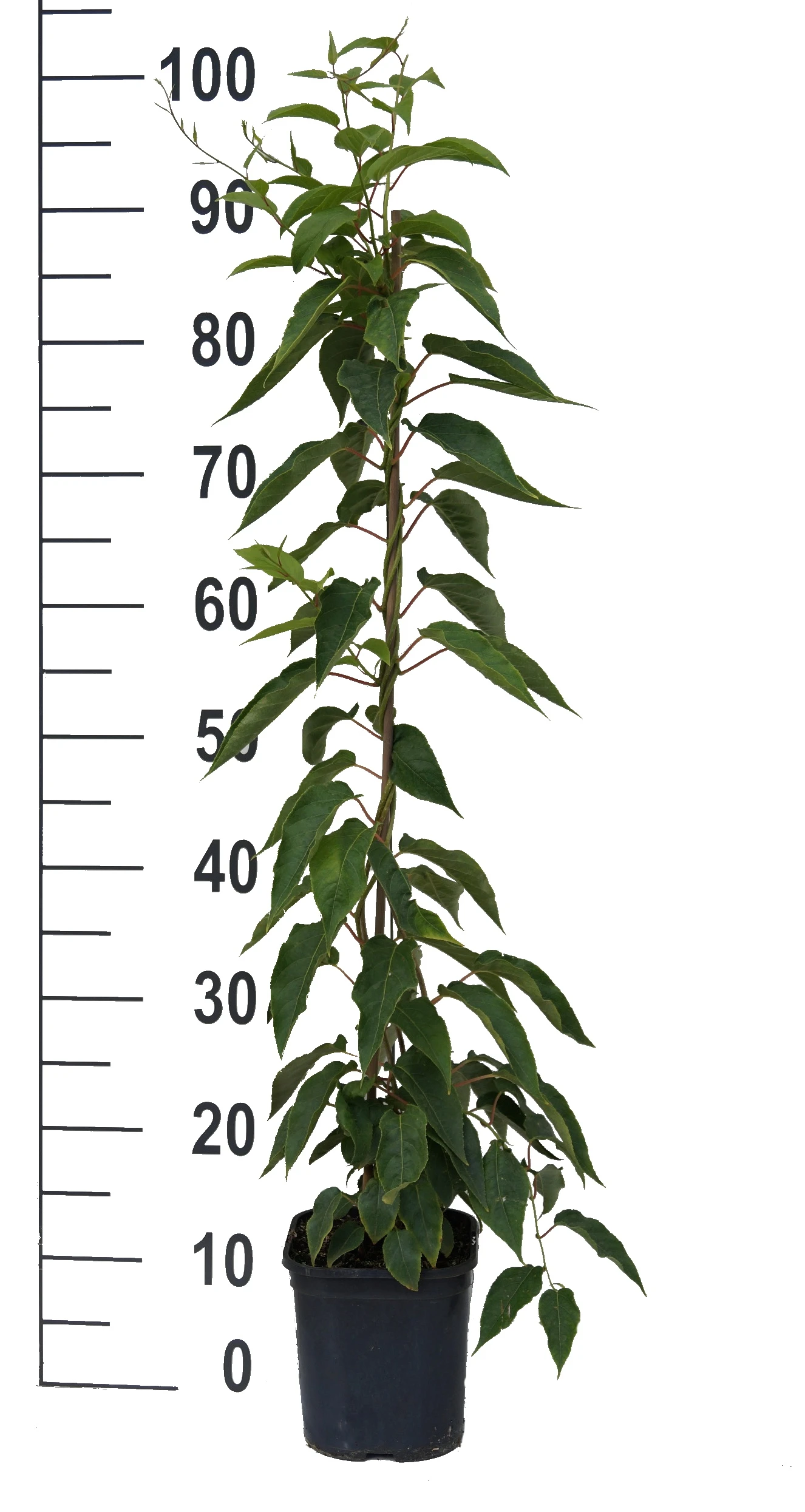 Großrüchtige Bayern-Kiwi `Super Jumbo´ Actinidia Arguta `Super Jumbo´ 4 Großrüchtige Bayern-Kiwi `Super Jumbo´ Actinidia Arguta `Super Jumbo´ – Bild 2