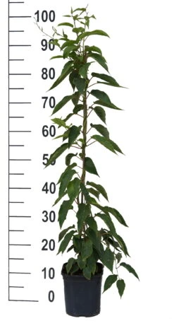 Bayernkiwi 3er-Set Mit Großfrüchtigen Sorten Actinidia Arguta -Pflanzenhof Super Jumbo weissFvoRaFC425vl0