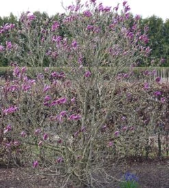 Purpur-Magnolie `Susan´ Magnolia Liliiflora `Susan´ 8 Purpur-Magnolie `Susan´ Magnolia Liliiflora `Susan´ -Pflanzenhof Susan Bl tezeit