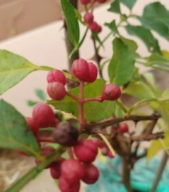 Szechuan Pfeffer Zanthoxylum Simulans -Pflanzenhof Szechuan Pfeffer