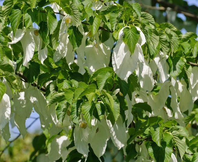 Taschentuchbaum / Taubenbaum Davidia Involucrata Vilmoriniana 3 Taschentuchbaum / Taubenbaum Davidia Involucrata Vilmoriniana