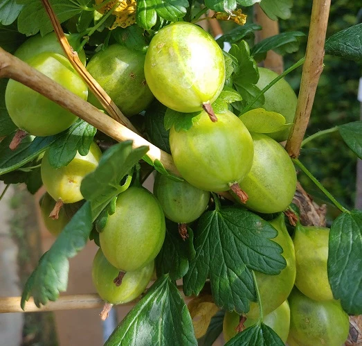 Tatjana, Grün, Fast Stachellos Ribes Uva-crispa `Tatjana´ 4 Tatjana, Grün, Fast Stachellos Ribes Uva-crispa `Tatjana´ – Bild 2