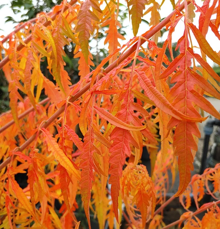 Essigbaum `Tiger Eyes´ Rhus Typhina `Tiger Eyes´ 6 Essigbaum `Tiger Eyes´ Rhus Typhina `Tiger Eyes´ – Bild 4