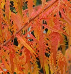 Essigbaum `Tiger Eyes´ Rhus Typhina `Tiger Eyes´ 9 Essigbaum `Tiger Eyes´ Rhus Typhina `Tiger Eyes´ -Pflanzenhof Tiger Eyes Rhus1