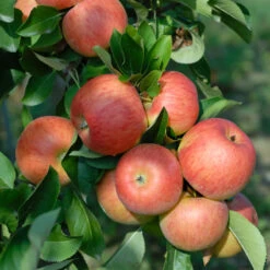 Bestseller 4 Topaz ® Malus Domestica