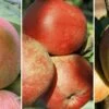 Drei-Sorten Apfelbaum (Alkmene, Melrose, Cox Orange, James Grieve) Malus Domestica -Pflanzenhof Trio Apfel Melrose Alkmene und Cox