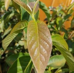 Schwarzer Tupelobaum Nyssa Sylvatica 10 Schwarzer Tupelobaum Nyssa Sylvatica -Pflanzenhof Tupelobaum Blatt