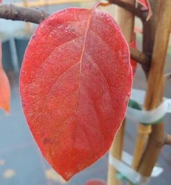 Schwarzer Tupelobaum Nyssa Sylvatica 12 Schwarzer Tupelobaum Nyssa Sylvatica -Pflanzenhof Tupelobaum herbstf rbung 1