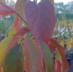 Schwarzer Tupelobaum Nyssa Sylvatica 11 Schwarzer Tupelobaum Nyssa Sylvatica -Pflanzenhof Tupelobaum herbstf rbung