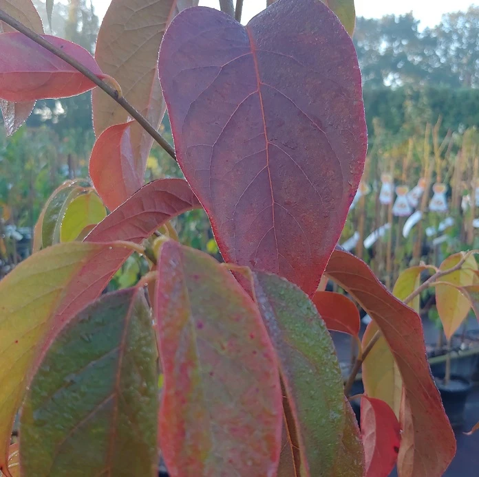 Schwarzer Tupelobaum Nyssa Sylvatica 6 Schwarzer Tupelobaum Nyssa Sylvatica – Bild 4