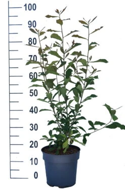 Schwarzer Tupelobaum Nyssa Sylvatica 13 Schwarzer Tupelobaum Nyssa Sylvatica -Pflanzenhof Tupelobaum weiss