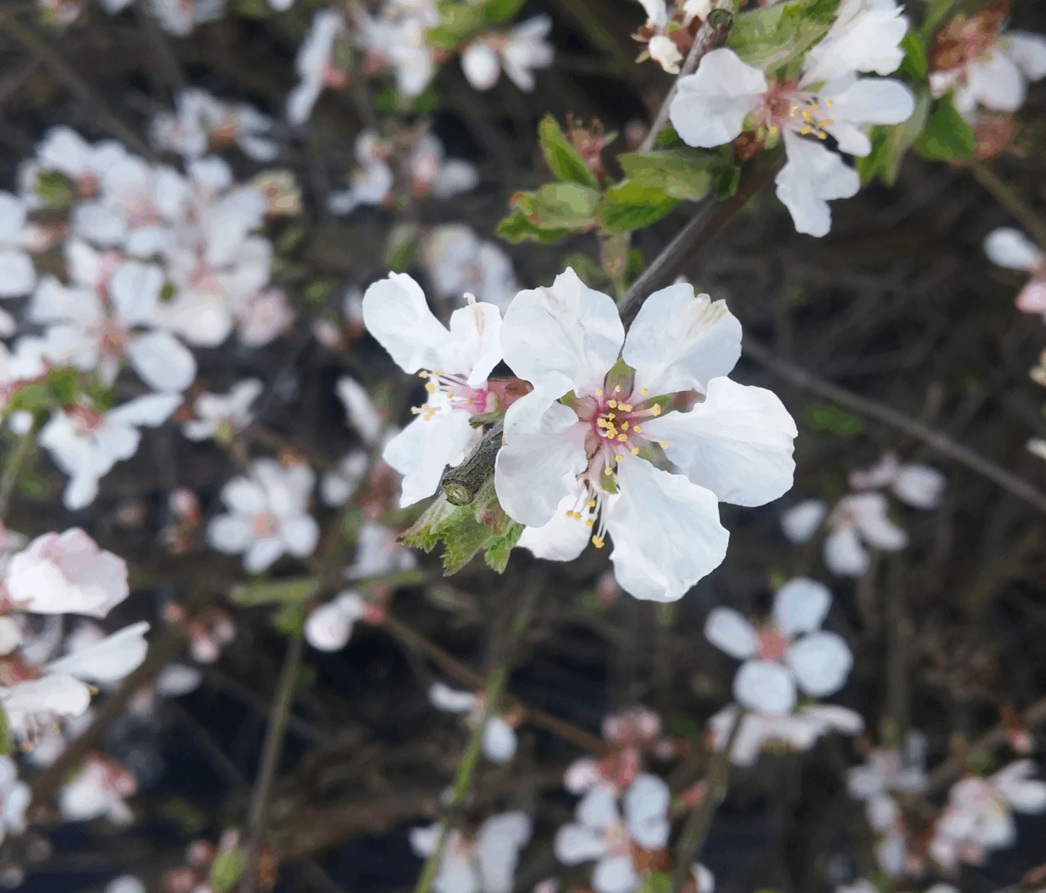 Nankingkirsche `Orient´ Prunus Tomentosa Orient 4 Nankingkirsche `Orient´ Prunus Tomentosa Orient – Bild 2