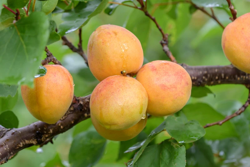 Ungarische Beste Prunus Armeniaca `Ungarische Beste´ 4 Ungarische Beste Prunus Armeniaca `Ungarische Beste´ – Bild 2