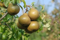 Pflanzenhof 3 Pflanzenhof -Pflanzenhof Uta 2