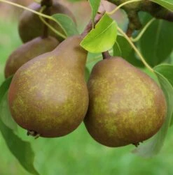 Uta Pyrus Communis `Uta´ 8 Uta Pyrus Communis `Uta´ -Pflanzenhof Uta