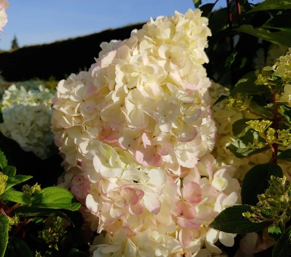 Rispenhortensie `Vanille-Fraise´ Hydrangea Paniculata `Vanille Fraise´ 4 Rispenhortensie `Vanille-Fraise´ Hydrangea Paniculata `Vanille Fraise´ – Bild 2