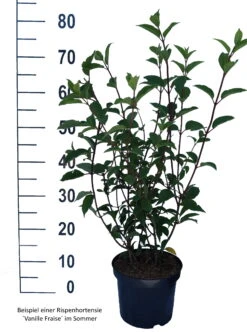 Rispenhortensie `Vanille-Fraise´ Hydrangea Paniculata `Vanille Fraise´ 16 Rispenhortensie `Vanille-Fraise´ Hydrangea Paniculata `Vanille Fraise´ -Pflanzenhof Vanille Fraise weiss