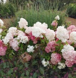 Rispenhortensie `Vanille-Fraise´ Hydrangea Paniculata `Vanille Fraise´ 17 Rispenhortensie `Vanille-Fraise´ Hydrangea Paniculata `Vanille Fraise´ -Pflanzenhof Vanille Fraise22