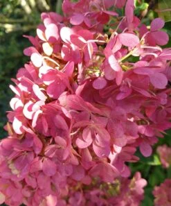 Rispenhortensie `Vanille-Fraise´ Hydrangea Paniculata `Vanille Fraise´ 15 Rispenhortensie `Vanille-Fraise´ Hydrangea Paniculata `Vanille Fraise´ -Pflanzenhof Vanille fraise August