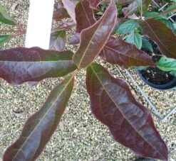 Amerikanischer Schneeball `Brandywine´ Viburnum Nudum `Brandywine´ 14 Amerikanischer Schneeball `Brandywine´ Viburnum Nudum `Brandywine´ -Pflanzenhof Viburnum Brandywine Herbstf rbung