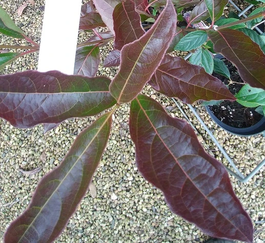 Amerikanischer Schneeball `Brandywine´ Viburnum Nudum `Brandywine´ 8 Amerikanischer Schneeball `Brandywine´ Viburnum Nudum `Brandywine´ – Bild 6