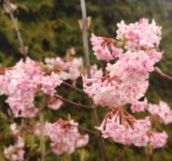 Duftender Winterschneeball `Dawn´ Viburnum Bodnantense `Dawn´ 10 Duftender Winterschneeball `Dawn´ Viburnum Bodnantense `Dawn´ -Pflanzenhof Viburnum Dawn2