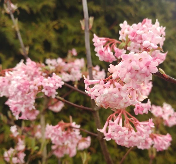 Duftender Winterschneeball `Dawn´ Viburnum Bodnantense `Dawn´ 5 Duftender Winterschneeball `Dawn´ Viburnum Bodnantense `Dawn´ – Bild 3