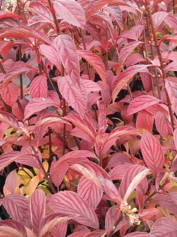 Duftender Winterschneeball `Dawn´ Viburnum Bodnantense `Dawn´ 6 Duftender Winterschneeball `Dawn´ Viburnum Bodnantense `Dawn´ – Bild 4