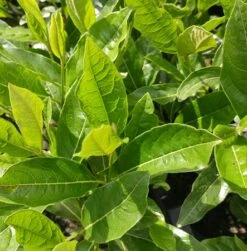 Amerikanischer Schneeball `Brandywine´ Viburnum Nudum `Brandywine´ 13 Amerikanischer Schneeball `Brandywine´ Viburnum Nudum `Brandywine´ -Pflanzenhof Viburnum nudum 2