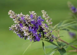 Zwerg-Mönchspfeffer `Blue Puffball´ ® Vitex Agnus-castus -Pflanzenhof Vitex BluePuffball 7