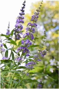 Mönchspfeffer Vitex Agnus Castus -Pflanzenhof Vitex M nchspfeffer