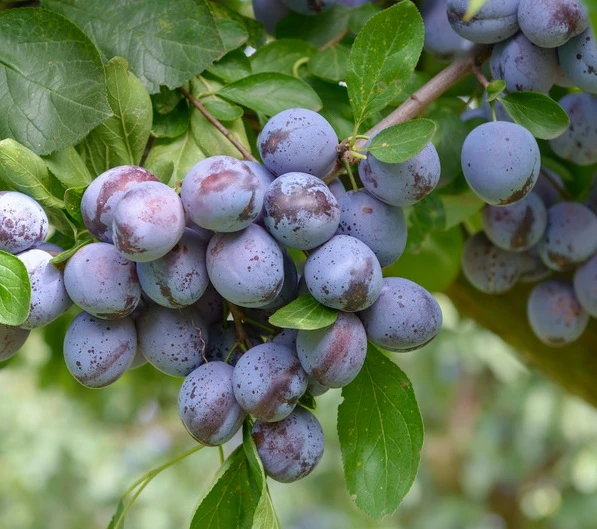 Wangenheims Frühzwetsche Prunus Domestica `Wangenheim´s Frühzwetsche´ 3 Wangenheims Frühzwetsche Prunus Domestica `Wangenheim´s Frühzwetsche´