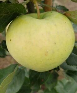 Weißer Klarapfel Malus Domestica -Pflanzenhof Weisser Klarapfel 1