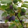 Sibirische Blaubeere / Honigbeere `Wojtek´ Lonicera Kamtschatica `Wojtek´ 2 Sibirische Blaubeere / Honigbeere `Wojtek´ Lonicera Kamtschatica `Wojtek´ -Pflanzenhof Wojtek sibirische blaubeere